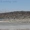 Middle Creek Wildlife Area Tundra Swans