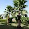 (ijaz ahmad Mughal) A View Sathi Colony Garden GT Road Gujranwala Pakistan