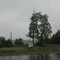 Tree at 318