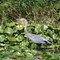 Montezuma National Wildlife Refuge