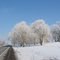 Frosted Willows in rural Central NY