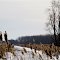 Montezuma, NY - Alone I Stand (Bald Eagle)