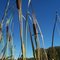 Cat tails