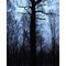 Kitty Todd Preserve Black Oak 1-11