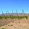 Looking to the north toward Cleman Mountain. Elevation here 600 feet, 4500 across the valley