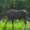mosquitos on moose's butt