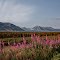 Landscape near Anchorage with fireweed in the foreground