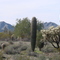 San Tan, Sonoran Dessert, AZ