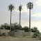 Palm tree cell towers----st