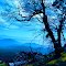 Blue Velvet Morning