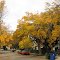 Fall Colors, Chatsworth, California