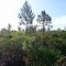 Wild Turkey Strand Preserve