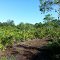 Wild Turkey Strand Preserve