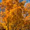 New England Fall