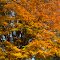 New England Fall