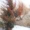 Scorched Cedar on the edge of a prairie burn during a blizzard at Pioneers Park Nature Center