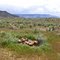 Cattle bones and hide
