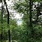 Pennsylvania forest
