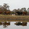Cows in the water