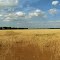 Winter Wheat