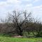 Dead Tree Hwy 77 Turcotte TX