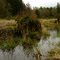 Stump in Swamp, Festooned