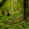 Greenforest