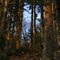 Woods at Sunset