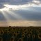 Sun rays on sunflowers