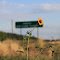 On-Ramp Sunflower