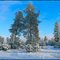 Snow at Hell's Half Acre, Grass Valley