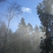 Grass Valley Trees