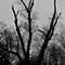 Five vultures in a  tree, Sharpsville, PA