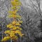 Tree glow, Hermitage, PA
