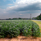 Walnut Hill: Soybean Field