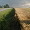 Walnut Hill Wheat Field
