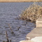 Pond bank