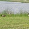 Duck family - Tipton Park