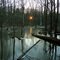 Settling in for a cold night at the pond