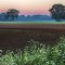 Trees, Soil, Queen Anne's Lace