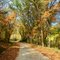 Canopy of Trees