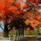 Autumn Drive