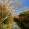 Sycamore on the Moreau