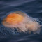 Jellyfish, Eagle Island