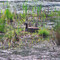 Nesting Canada Goose, Nisqually National Wildlife Refuge