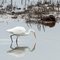 Egret