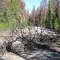 Fallen Tree, OR