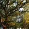 a bur oak at sunset