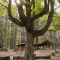 Sandy Island - Shiva Tree with Bocci Court