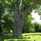 Salem Oak